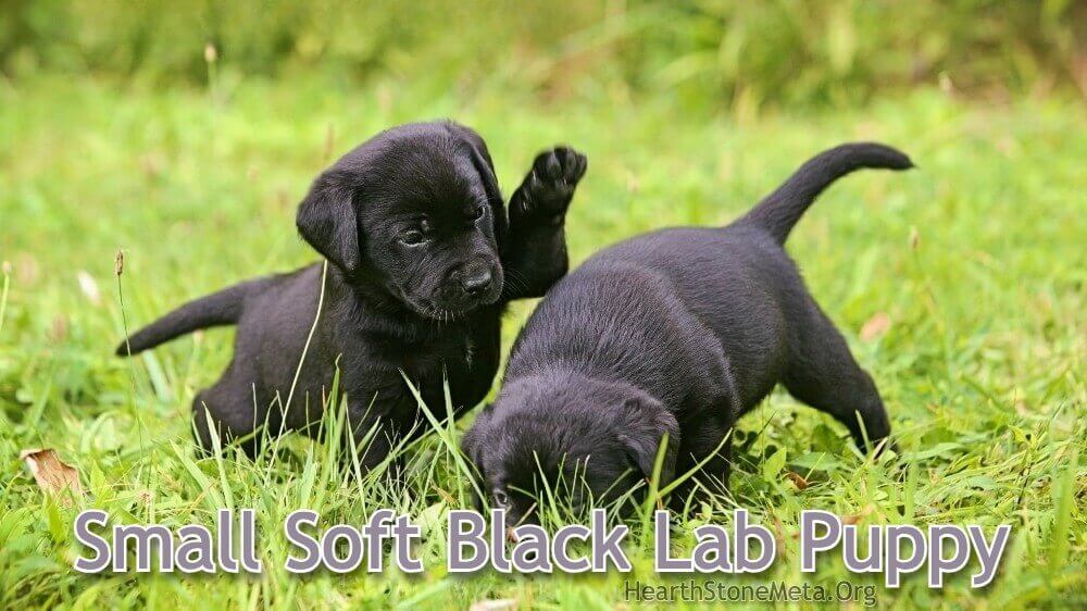 Small Soft Black Lab Puppy