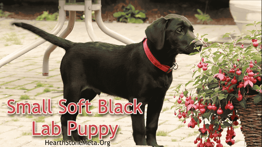 What is a Small Soft Black Lab Puppy?