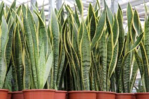 Snake Plant: Everything You Need to Know