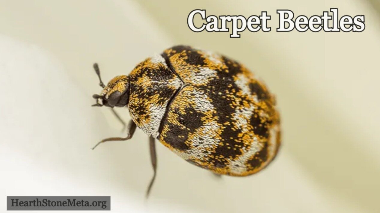 How to Prevent Future Carpet Beetle Infestations